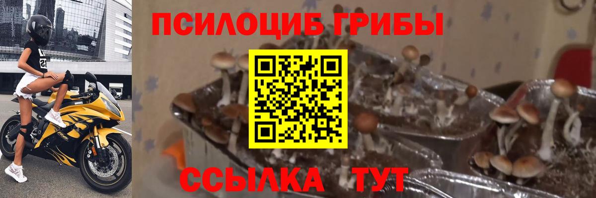 Сердобск  Псилоцибиновые грибы GOLDEN TEACHER  Галлюциногенные грибы GOLDEN TEACHER  Вход с VPN 